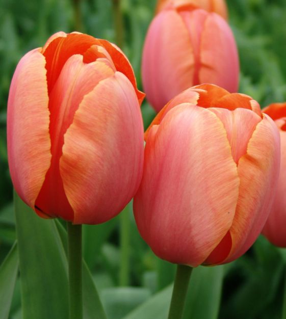 John Scheepers Tulip Apricot Impression