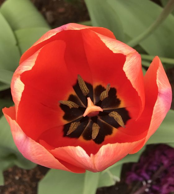 Tulip Apricot Impression | John Scheepers Beauty from Bulbs