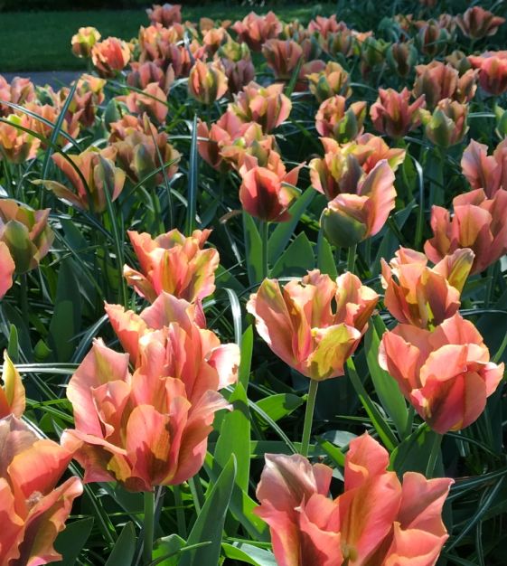 Tulip Artist