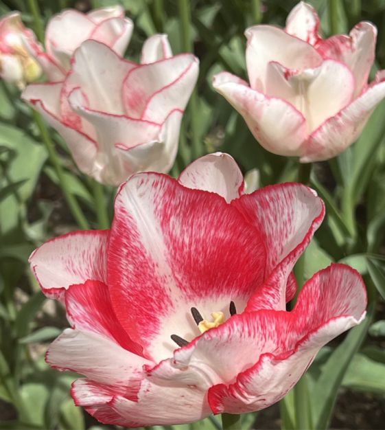 Tulip Beautytrend | John Scheepers Beauty from Bulbs