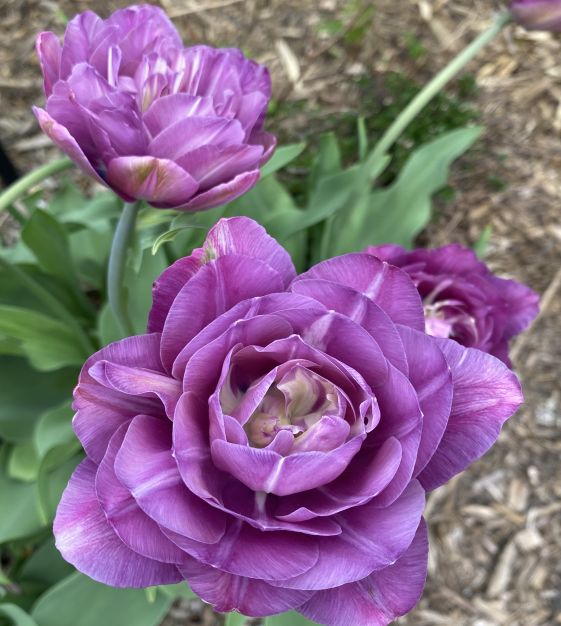 Tulip Blue Spectacle