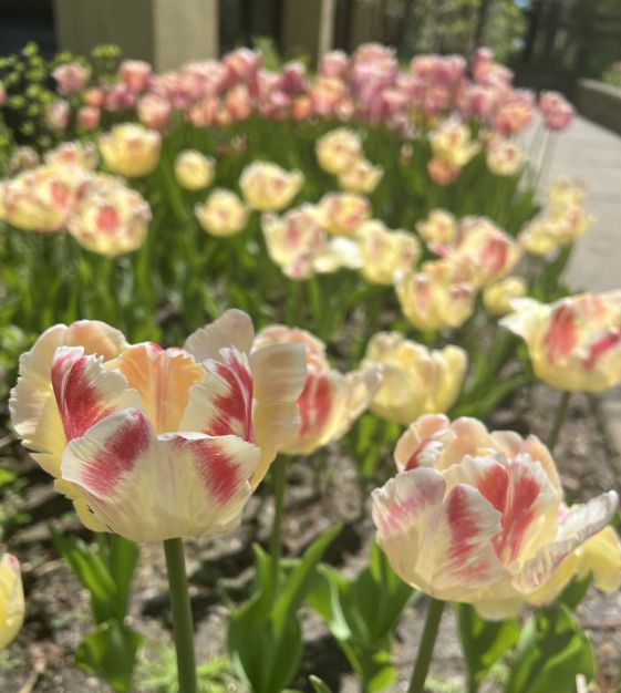John Scheepers Tulip Blushing Parrot - Thumbnail 2