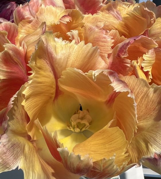 John Scheepers Tulip Blushing Parrot - Thumbnail 3