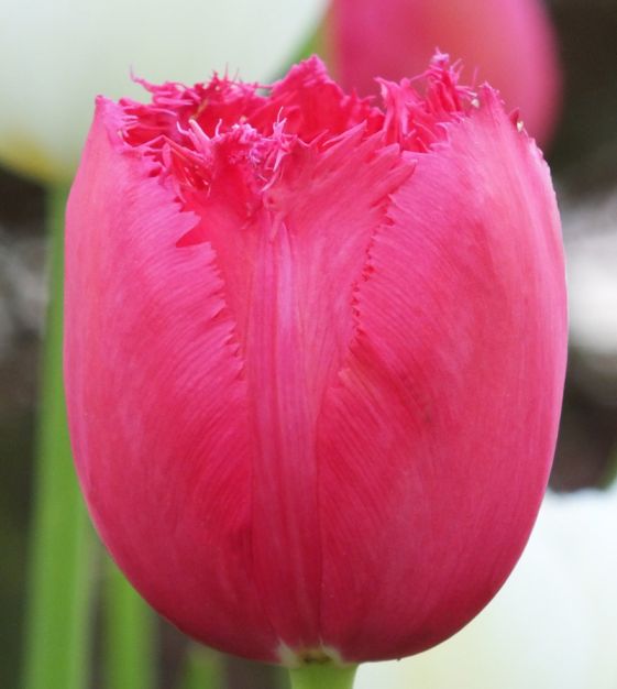 Tulip Burgundy Lace | John Scheepers Beauty from Bulbs