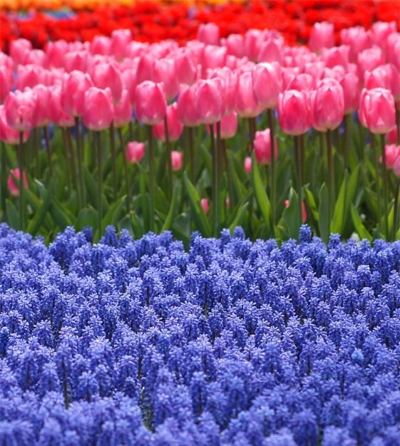 Tulip Christmas Dream | John Scheepers Beauty from Bulbs