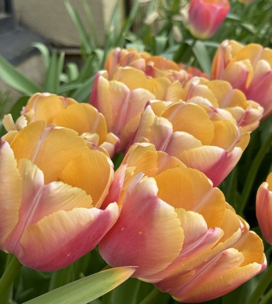 Giant Darwin Hybrid Tulip Coral Pride | John Scheepers Beauty from