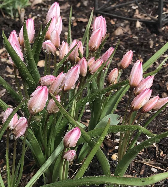 Tulipa cretica Hilde | John Scheepers Beauty from Bulbs
