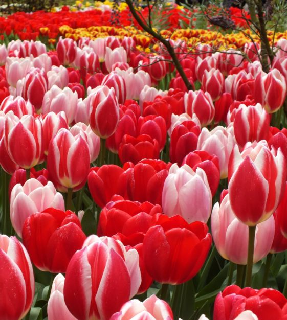 The Delightful Tulip Mixture | John Scheepers Beauty from Bulbs