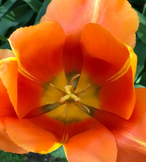 John Scheepers Tulip Dordogne - Thumbnail 3