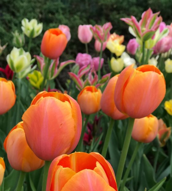 John Scheepers Tulip Dordogne