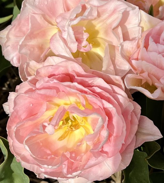 Tulip Dreamer | John Scheepers Beauty From Bulbs