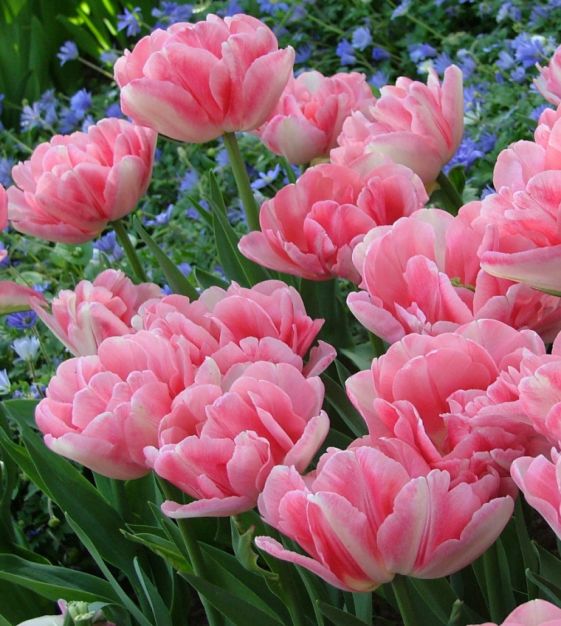 Tulip Foxtrot | John Scheepers Beauty from Bulbs