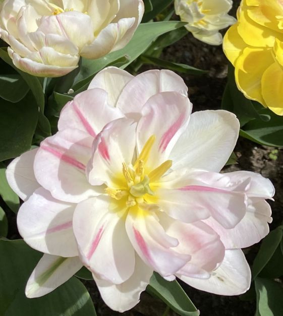 tulip様　ミンクファー　✳️350個 Tulip Foxtrot | John Scheepers Beauty from Bulbs