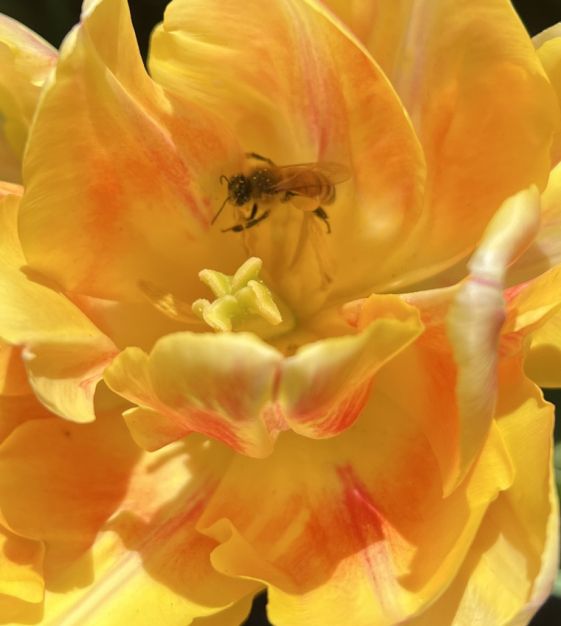 Tulip Foxy Foxtrot | John Scheepers Beauty from Bulbs