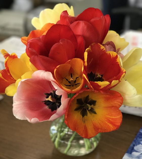 The Giant Darwin Hybrid Tulip Mixture | John Scheepers Beauty from