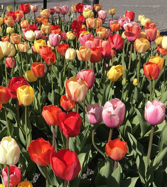 The Giant Darwin Hybrid Tulip Mixture | John Scheepers Beauty from