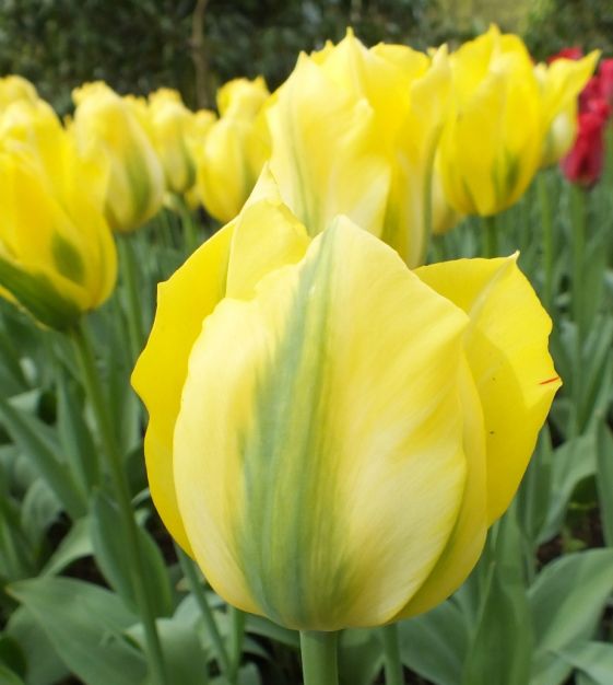 The Green Tulip Mixture | John Scheepers Beauty from Bulbs