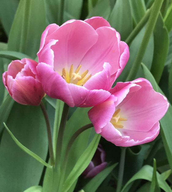 Tulip Happy Family | John Scheepers Beauty from Bulbs