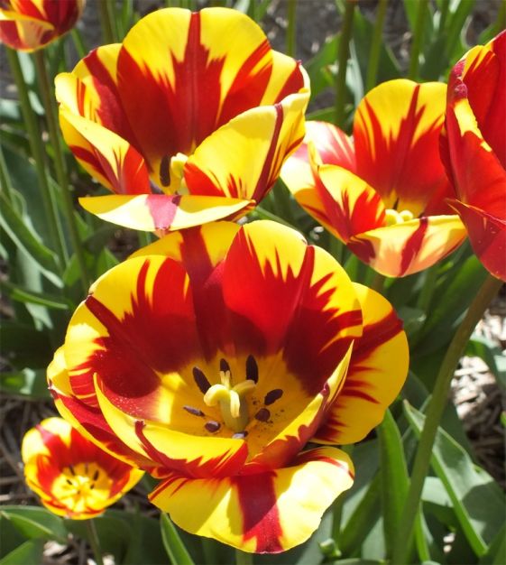 Heve tulip bonding blouse チューリップ Tulip Helmar | John Scheepers Beauty from Bulbs