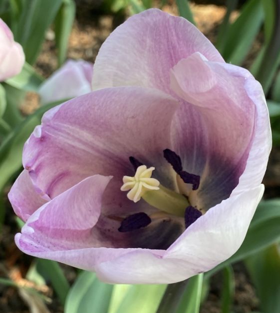 Tulip Jacuzzi | John Scheepers Beauty from Bulbs