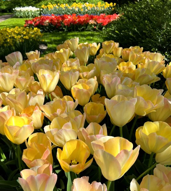 Tulip Canary Melon | John Scheepers Beauty From Bulbs