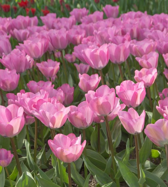 John Scheepers Tulip Janis Joplin