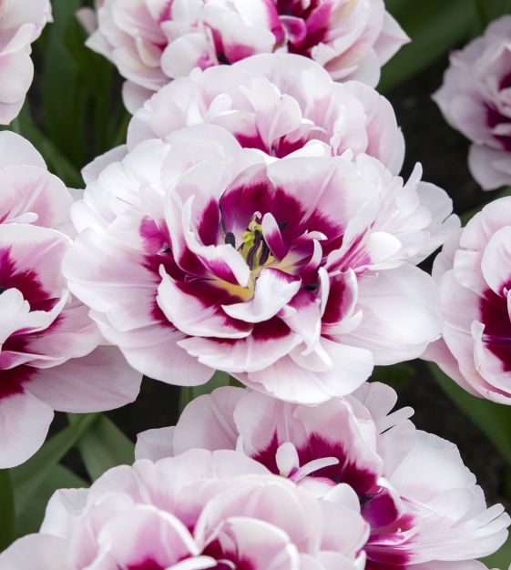 Tulip La Delicatesse | John Scheepers Beauty From Bulbs