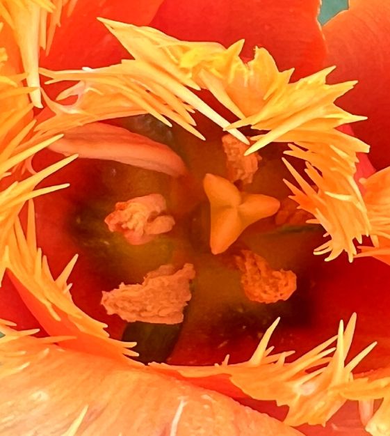 Tulip Lambada | John Scheepers Beauty from Bulbs