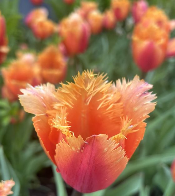 Tulip Lambada | John Scheepers Beauty from Bulbs
