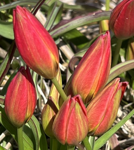 Tulipa Little Princess | John Scheepers Beauty from Bulbs Tulipa Little Princess | John Scheepers Beauty from Bulbs