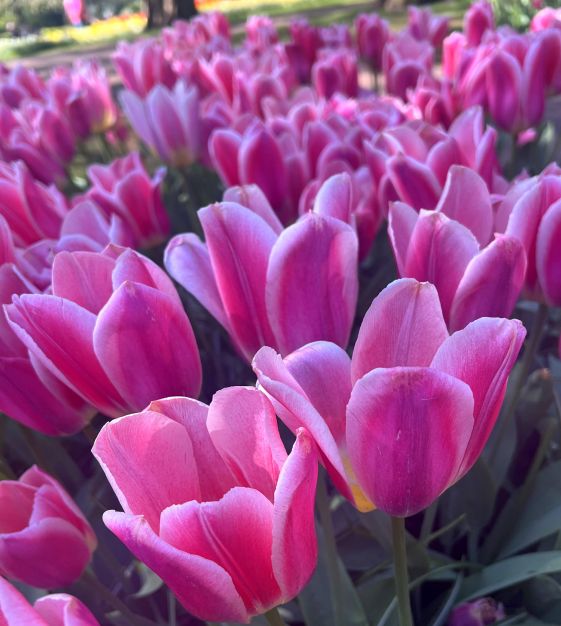 Single Early Tulip Mandy's Choice | John Scheepers Beauty From Bulbs