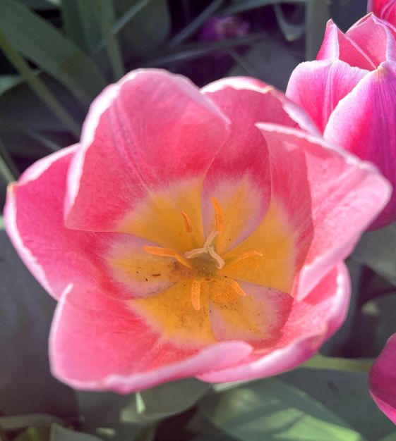 Single Early Tulip Mandy's Choice | John Scheepers Beauty From Bulbs