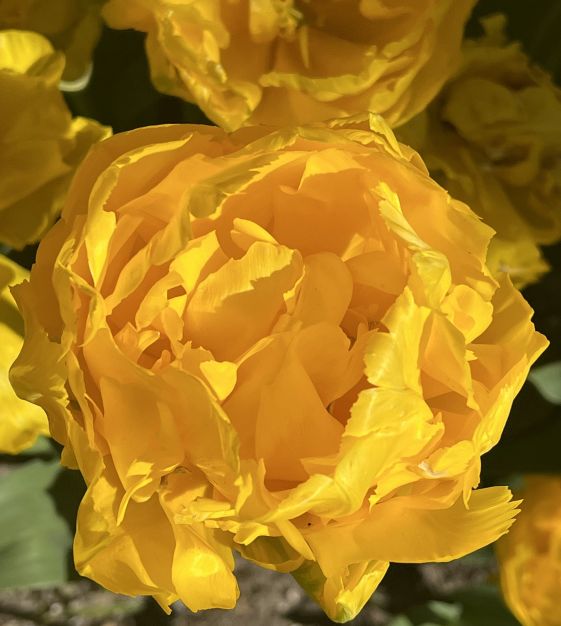 marihoja マリホジャ/ Remake Gown Pile Tulip Marie Jo Tulip | John Scheepers Beauty from Bulbs
