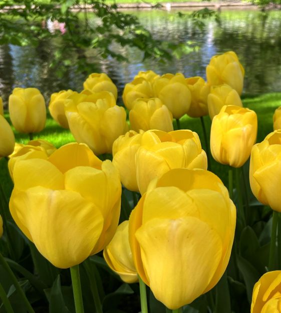 John Scheepers Tulip Novi Sun - Thumbnail 2