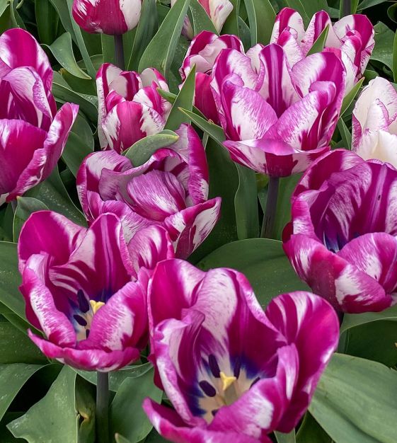 TULIPページ Tulip Ohio | John Scheepers Beauty from Bulbs
