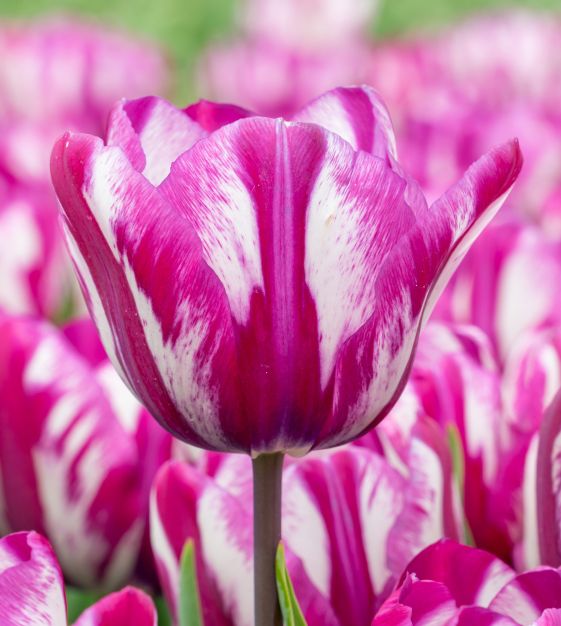 Tulip Ohio | John Scheepers Beauty from Bulbs