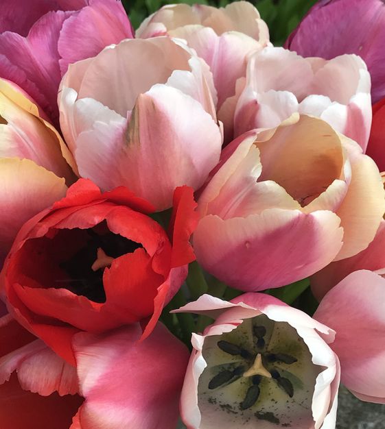 The Tulip Pride Mixture | John Scheepers Beauty from Bulbs