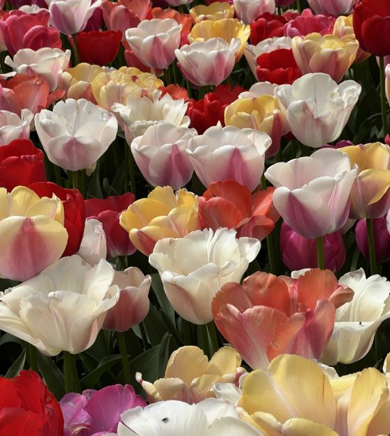 The Tulip Pride Mixture | John Scheepers Beauty from Bulbs