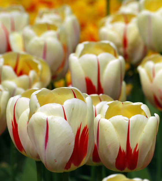 The Rembrandt Tulip Mixture | John Scheepers Beauty from Bulbs