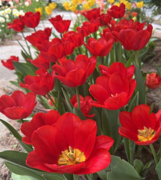 Rodeo Drive Tulip | John Scheepers Beauty from Bulbs