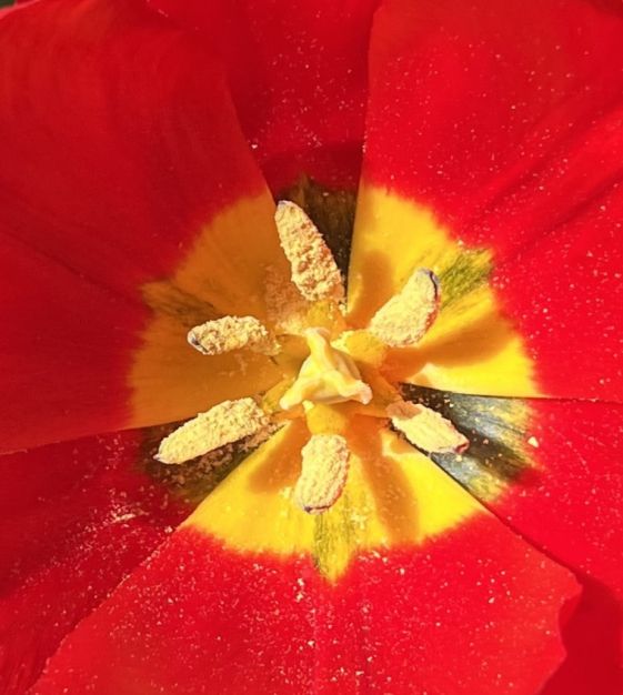 Rodeo Drive Tulip | John Scheepers Beauty from Bulbs