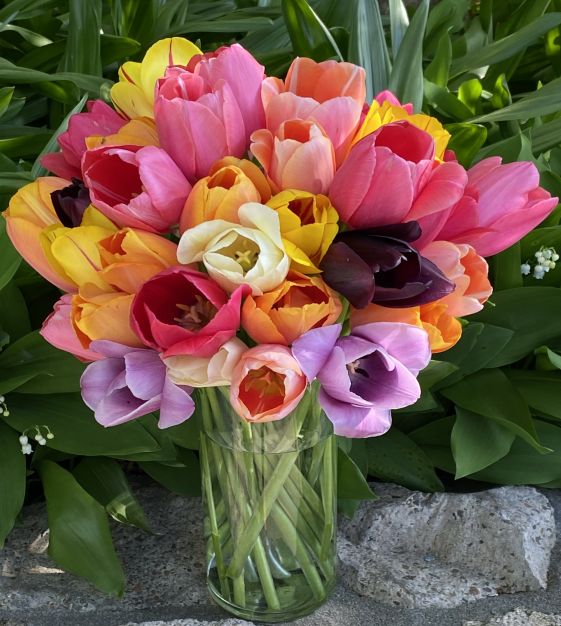 The Single Late Majestic Tulip Mixture