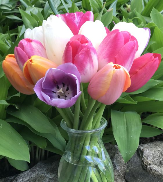 The Single Late Pastel Tulip Mixture
