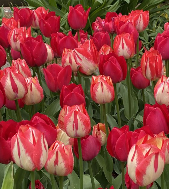 Tulip Spryng Tide | John Scheepers Beauty from Bulbs