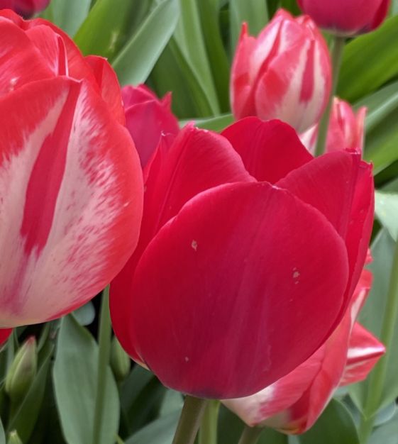 TIDE イデタツヒロ tulip idetatsuhiro Tulip Spryng Tide | John Scheepers Beauty from Bulbs