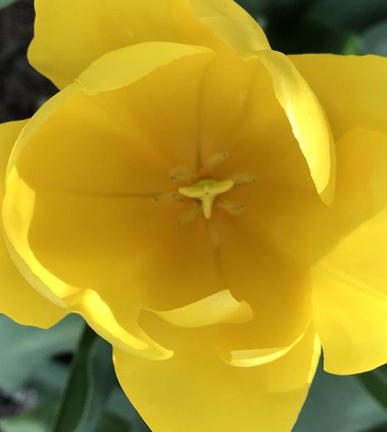 John Scheepers Strong Gold Tulip - Thumbnail 2