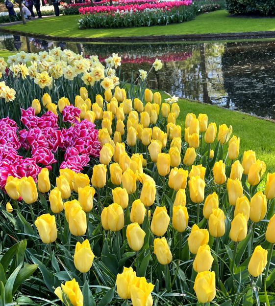 John Scheepers Strong Gold Tulip - Thumbnail 3