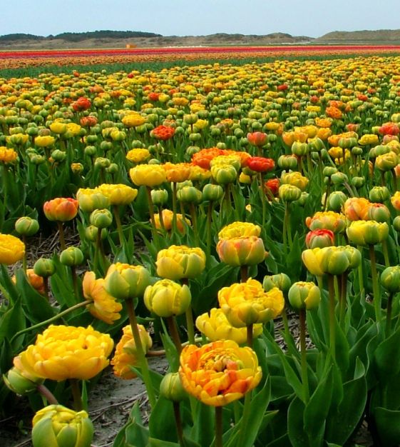 Tulip Sunlover