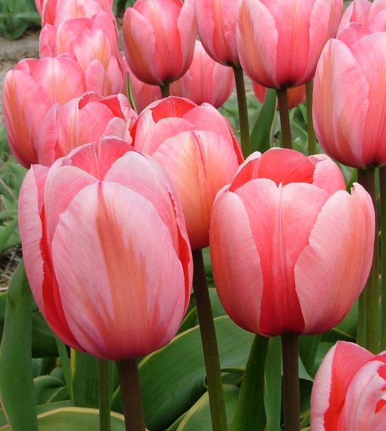 The Sunset Blush Tulip Mixture | John Scheepers Beauty from Bulbs