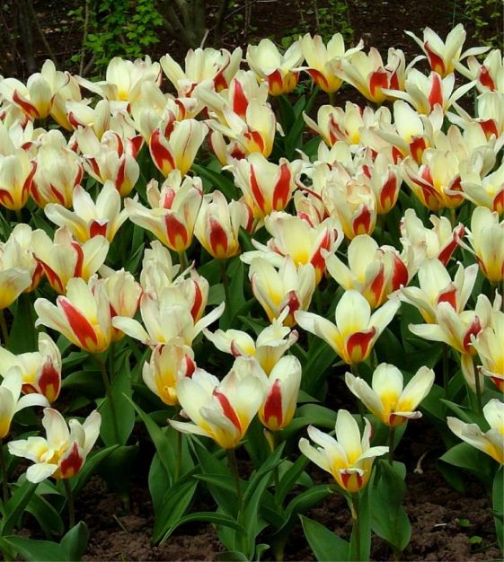 Tulip The First | John Scheepers Beauty from Bulbs
